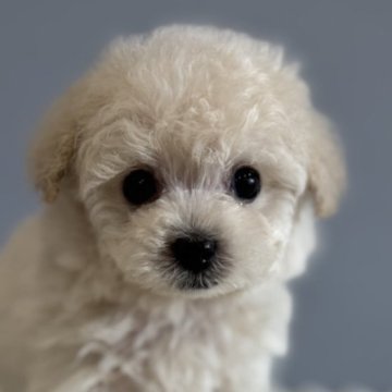 トイプードル(ティーカップ)【徳島県・男の子・2025年10月27日・ホワイト】の写真「ホワイト可愛い王子👑」