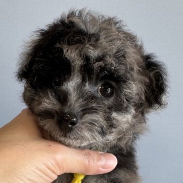 トイプードル(タイニー)【徳島県・女の子・2025年10月13日・ブラック&シルバー】の写真「ブルーマール♥️可愛いお姫♥️」