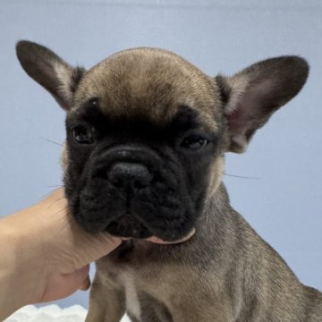 フレンチブルドッグ【徳島県・男の子・2025年10月13日・フォーン】の写真「12月10日までの募集です。」