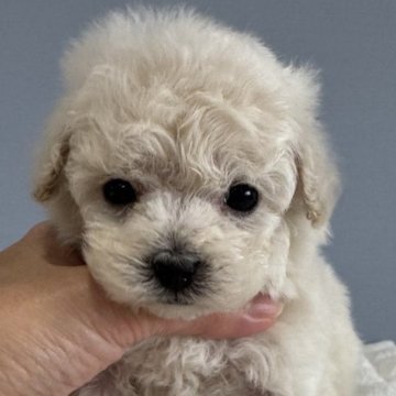 ティーカッププードル【徳島県・男の子・2025年10月27日・ホワイト】の写真「ホワイト可愛い王子👑」