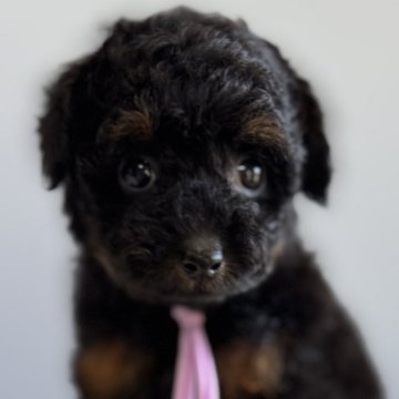 トイプードル(タイニー)【徳島県・女の子・2025年9月21日・ブラックタン】の写真「ブラックタンの可愛いお姫♥️」