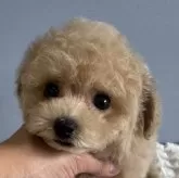 ティーカッププードル