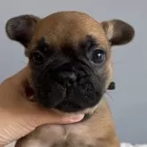 フレンチブルドッグ