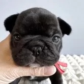 フレンチブルドッグ
