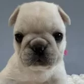 フレンチブルドッグ