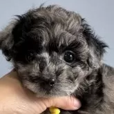 タイニープードル