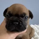 フレンチブルドッグ【徳島県・男の子・2025年10月13日・フォーン】の写真1