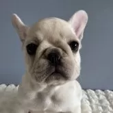 フレンチブルドッグ
