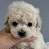 ティーカッププードル