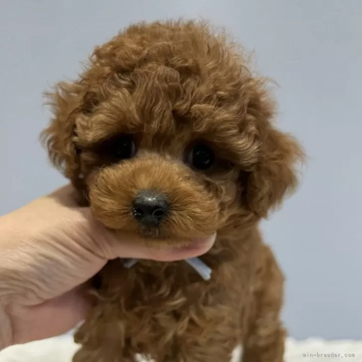 ID：2404-02787の子犬