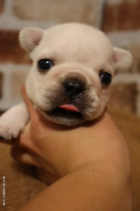 ID：1907-03241の子犬
