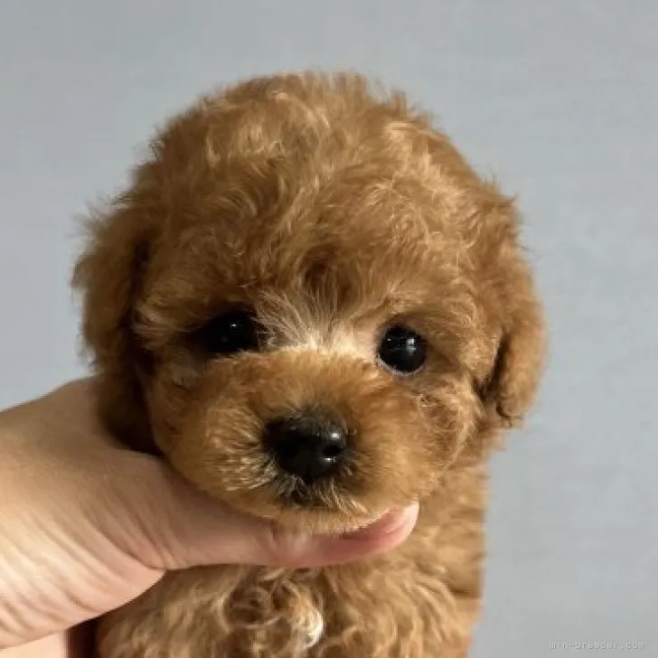 ID:2309-04905の子犬