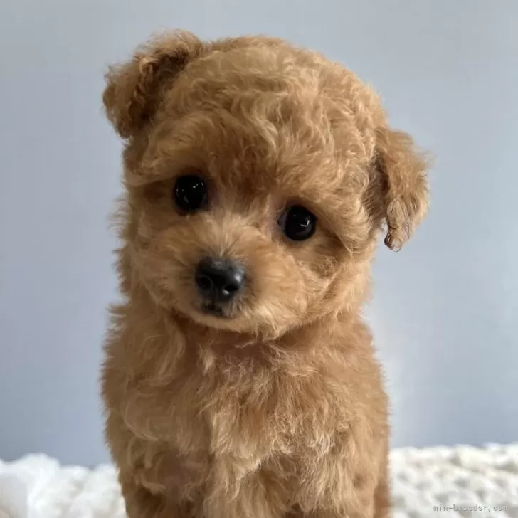 ID：2312-06548の子犬