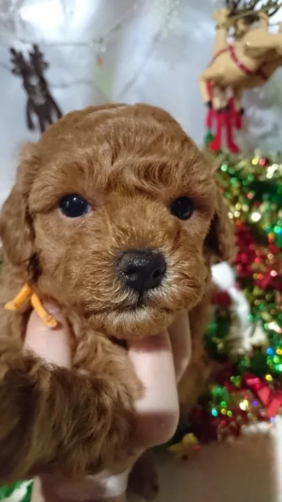 ID:1611-02020の子犬