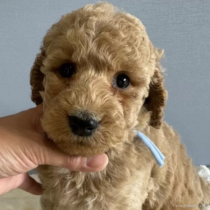 ID：2409-06132の子犬