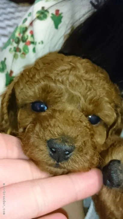 ID：1612-01633の子犬