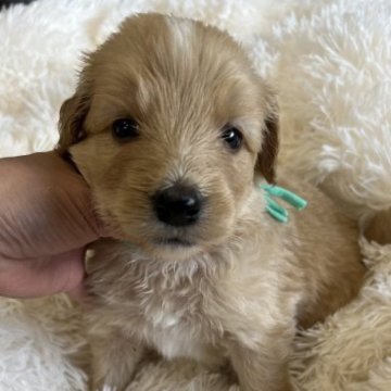 ボードゥードル【徳島県・男の子・2023年7月25日・クリーム系】の写真「スタンプーとボーダーコリーのハーフくん🩵」