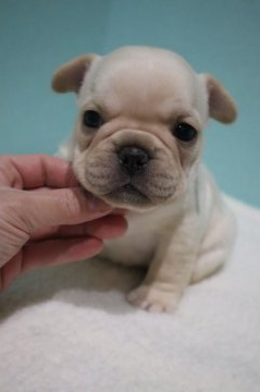 フレンチブルドッグ【徳島県・男の子・2021年1月6日・クリーム】の写真「小ぶり男子♡可愛すぎです(*´`)♡」