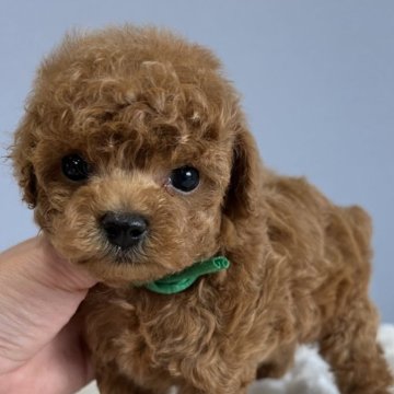 トイプードル(ティーカップ)【徳島県・男の子・2024年3月19日・レッド】の写真「ティーカップから小さめタイニー予想可愛い男の子❤️」
