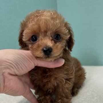 トイプードル(ティーカップ)【徳島県・女の子・2022年11月22日・レッド】の写真「可愛い両親から生まれたティーカップ姫♥️」