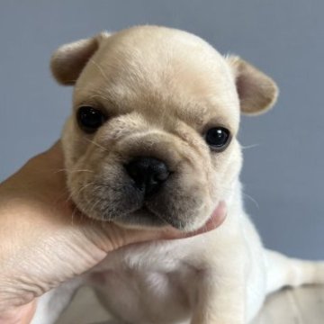 フレンチブルドッグ【徳島県・男の子・2023年8月8日・クリーム】の写真「ムチコロBODYがたまらん♥️」