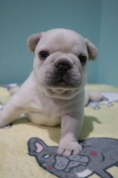 フレンチブルドッグ【徳島県・男の子・2021年1月15日・クリーム】の写真「可愛い両親から生まれたクリーム男の子♡」