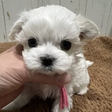 マルチーズ【徳島県・女の子・2023年2月7日・ホワイト】の写真「可愛いお顔の女の子♥️」