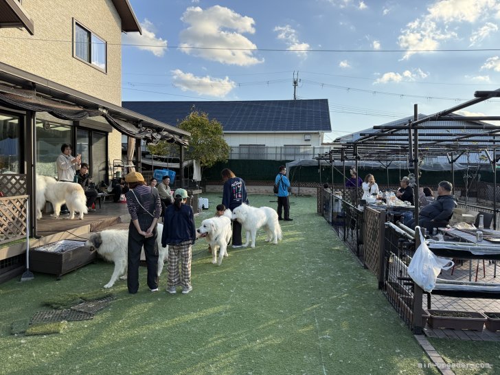 タイミングが合えば、庭で皆んなでBBQやお茶したり｜山本　純子(やまもと　じゅんこ)ブリーダー(大阪府・グレートピレニーズなど・JKC登録)の紹介写真5