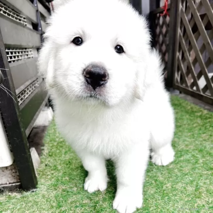 ID：2505-02455の子犬