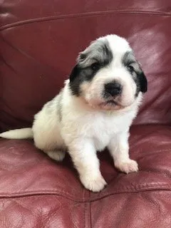 ID：2002-02415の子犬