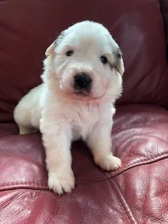 ID:2002-02419の子犬