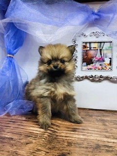 ポメラニアン【大阪府・女の子・2019年12月8日・オレンジ】の写真「お顔の可愛い　甘えたちゃん」