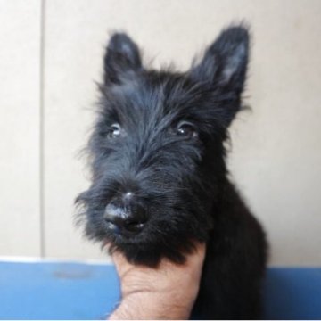 スコティッシュテリア【千葉県・男の子・2025年8月3日・ブラックブリンドル】の写真「小柄ですが、しっかりした男の子。」