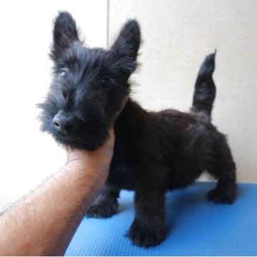 スコティッシュテリア【千葉県・男の子・2025年8月3日・ブラックブリンドル】の写真「しっかりとした体格の良犬に育っています」