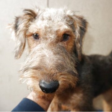 ウェルシュテリア【千葉県・男の子・2025年7月6日・ブラック&タン】の写真「温和な男の子です。」