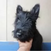 スコティッシュテリア