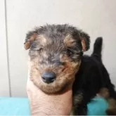 ウェルシュテリア