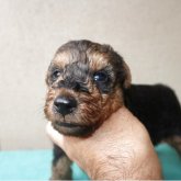 ウェルシュテリア