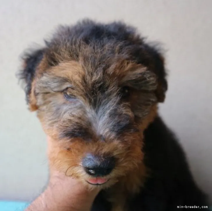 アギブ 様のお迎えした子犬