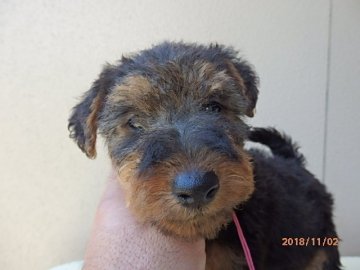 ウェルシュテリア【千葉県・女の子・2018年9月23日・ブラック&タン】の写真「★★離乳食を食べ、成長中★★」