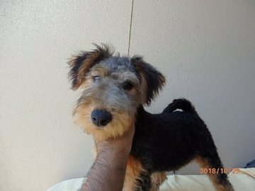 ウェルシュテリア【千葉県・男の子・2018年7月31日・ブラック&タン】の写真「陽気な性格の男の子」
