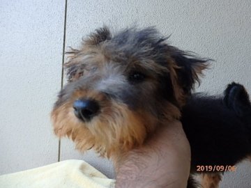 ウェルシュテリア【千葉県・男の子・2019年6月9日・ブラック&タン】の写真「兄弟の中で、一番小柄な男の子。 青色君」