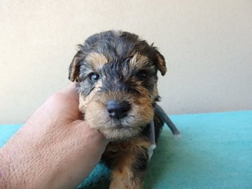 レークランドテリア【千葉県・男の子・2021年2月17日・グリズル&タン】の写真「★★スクスク成長中★★」