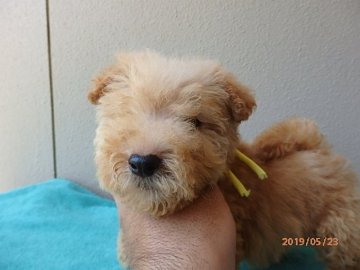 レークランドテリア【千葉県・男の子・2019年4月1日・レッド】の写真「離乳食を食べ、成長中」