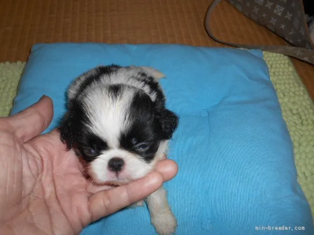 ID：2112-02044の子犬