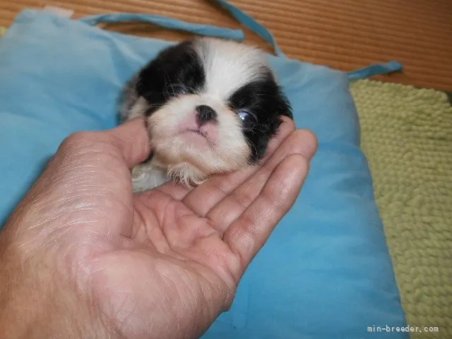 ID：2112-02042の子犬