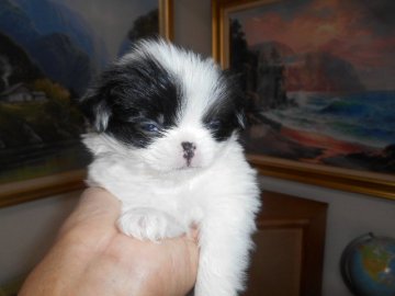 狆(チン)【熊本県・女の子・2014年11月18日・白黒】の写真「可愛い女の子が１１月１８日生まれました。」