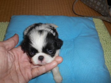 狆(チン)【熊本県・男の子・2021年11月14日・白、黒】の写真「11月14日、男の子が誕生しました。」