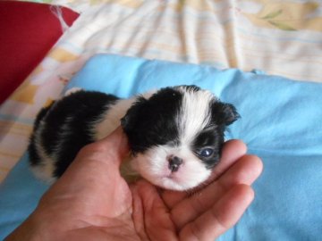 狆(チン)【熊本県・男の子・2022年2月15日・黒白】の写真「2月15日生まれの男の子。黒い宝石のような輝きで。」