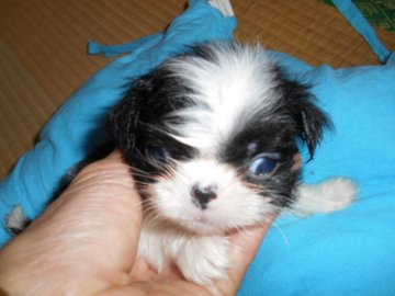 狆(チン)【熊本県・男の子・2017年3月13日・白、黒】の写真「可愛い男の子3月１３日に生まれました。」